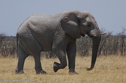 afrika2005_113