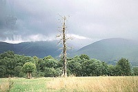 Irland2001 006 toterBaum.jpg