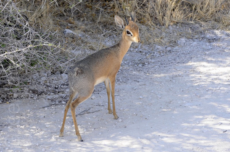 Dik Dik