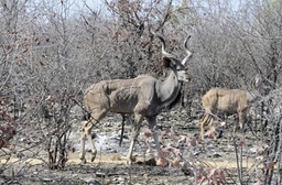 Kudu Antilope