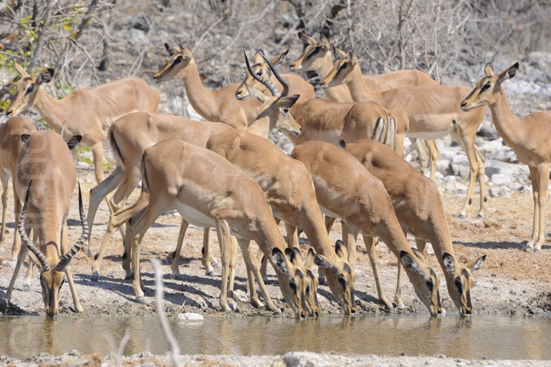 Impalas am Wasserloch