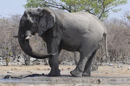 Elefant beim Duschen