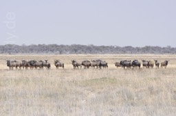 Gnus