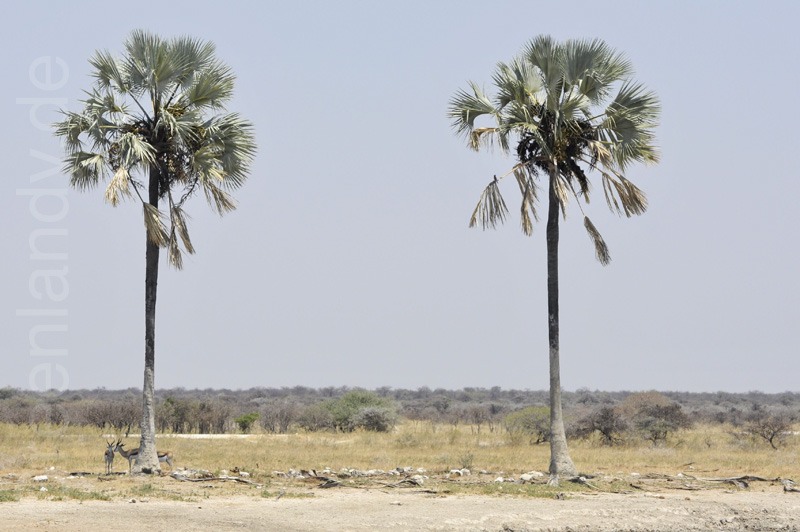 Wasserloch "Twee Palms"