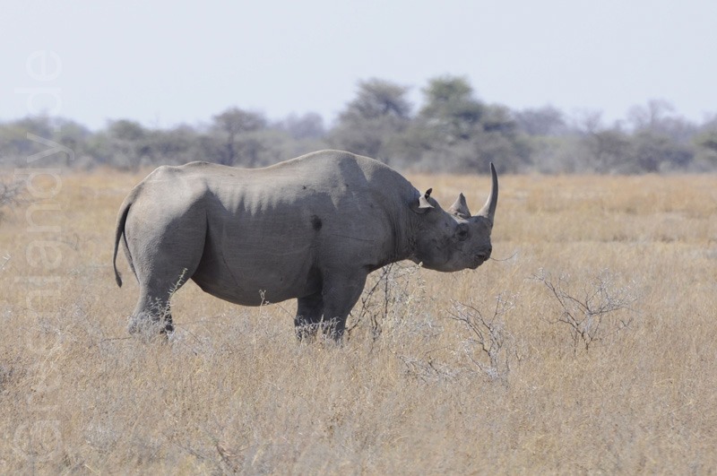 Endlich ein Nashorn!