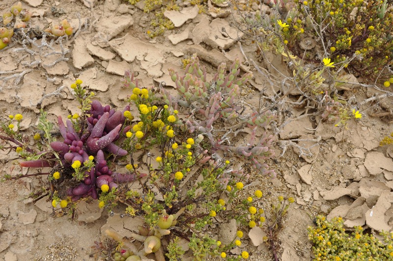 Wüstenblumen an der Küste