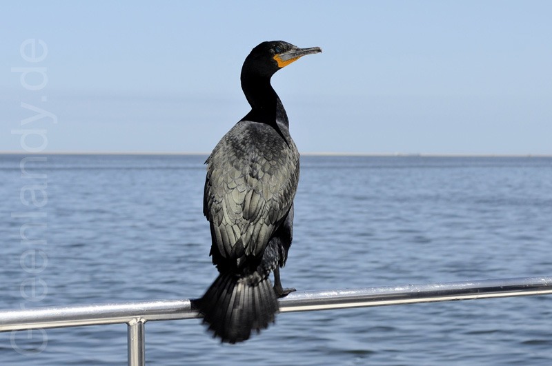 Besuch an Bord