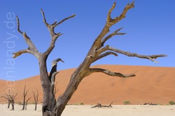 Dead Vlei