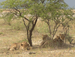 Etosha National Park, L&ouml;wen