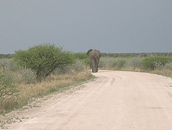Etosha National Park, Elefant voraus!