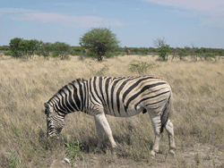 Etosha National Park, Zebra
