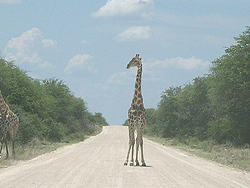 Etosha National Park, Giraffe voraus!