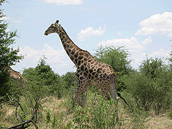 Etosha National Park, nochmal Giraffe 