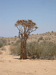 Köcherbaum