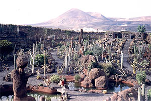Jardin De Cactus
